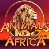 Animals of Africa Desktop