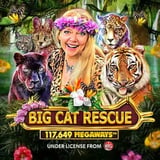 Big Cat Rescue Megaways