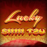 Lucky Shih Tzu