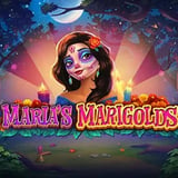 Maria's Marigold